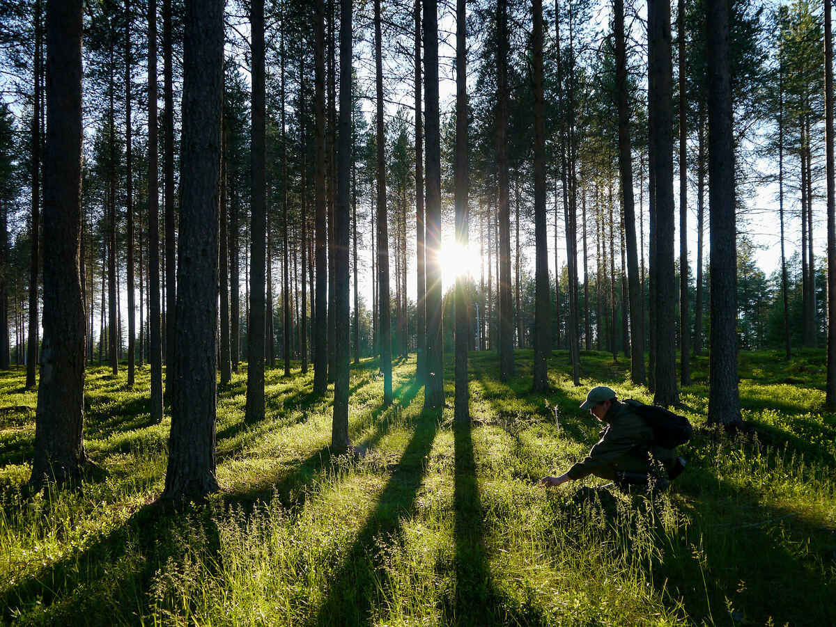 Ligt de toekomst van duurzame voedselverpakkingen in de bossen van Finland?